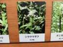 植物編のキク科のシラヤマギク（白山菊）