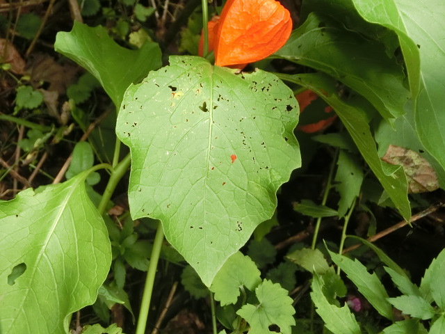 植物編のナス科のホオズキ（鬼灯）