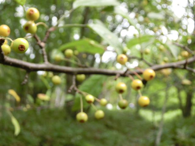 植物編のバラ科のキミズミ（黄実酢実）