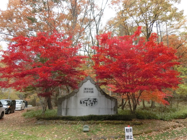 植物編のカエデ科のイロハモミジ（いろは紅葉）
