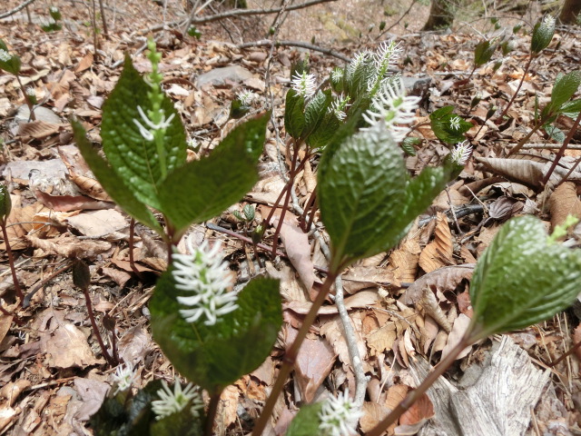 植物編のセンリョウ科のヒトリシズカ