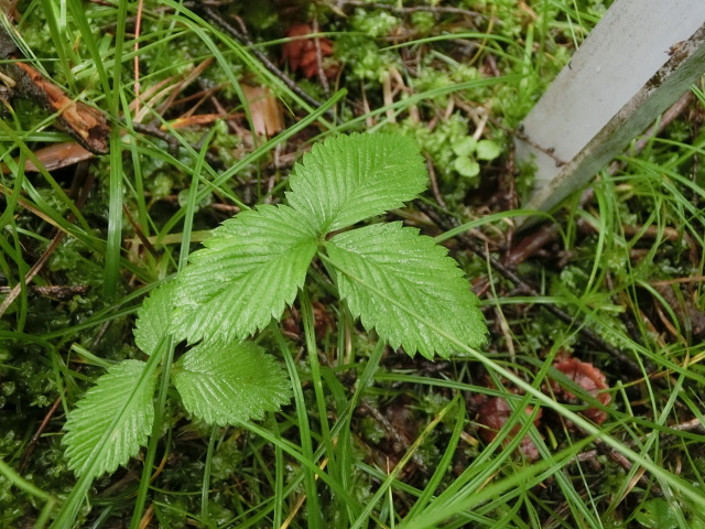 植物編のバラ科のシロバナノヘビイチゴ