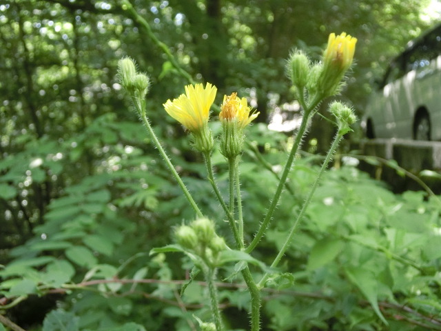 植物編のキク科のヤナギタンポポ