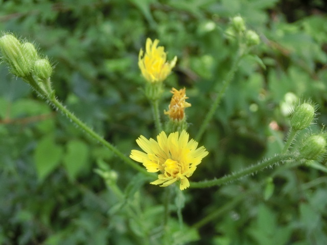 植物編のキク科のヤナギタンポポ