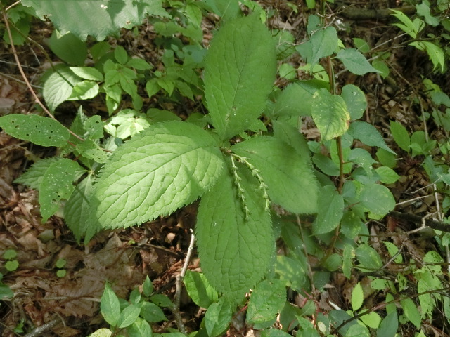 植物編のセンリョウ科のフタリシズカ