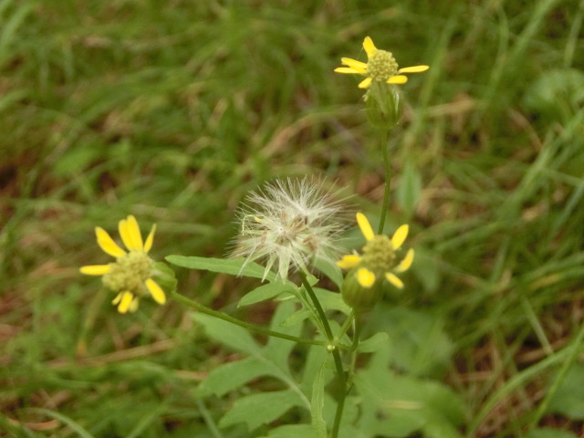 植物編のキク科のサワギク（サワギク）