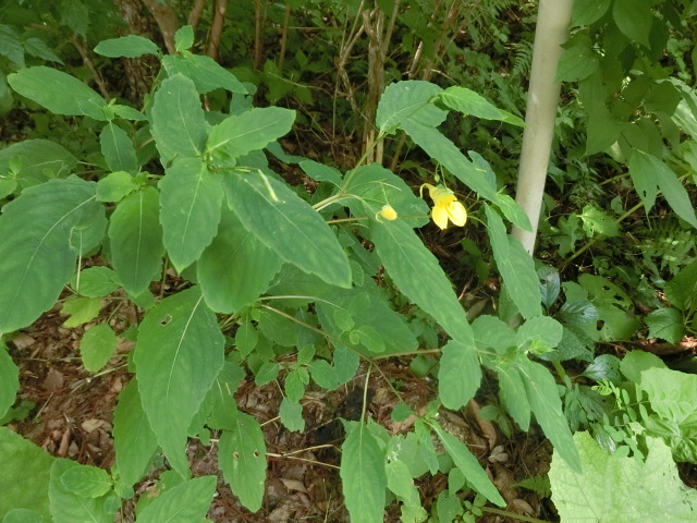 植物編のツリフネソウ科のキツリフネ