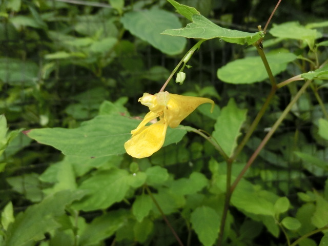 植物編のツリフネソウ科のキツリフネ
