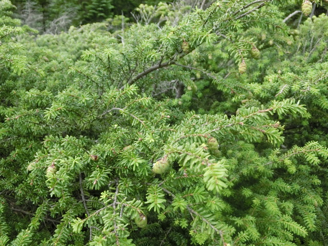 植物編のマツ科のコメツガ