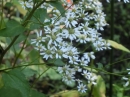 シラヤマギク（白山菊）