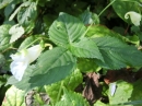 植物編のツリフネソウ科のシロバナツリフネソウ（白花釣舟草）