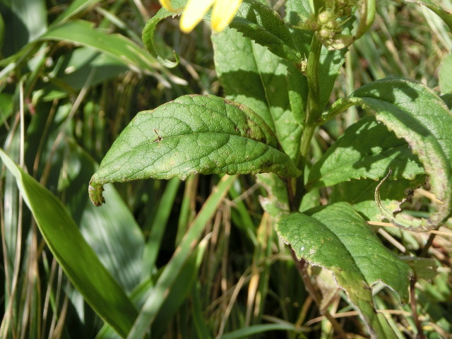 植物編のキク科のアキノキリンソウ（秋の麒麟草、秋の黄輪草）