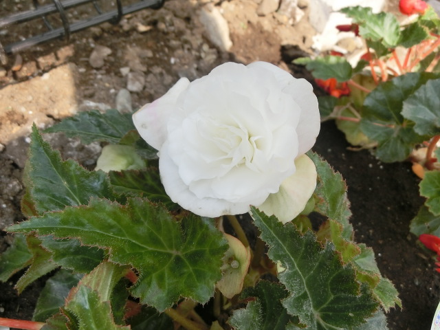 植物編のシュウカイドウ科のフォーチュンベゴニア