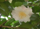 植物編のツバキ科のハルサザンカ（ウメガカ）（春山茶花）