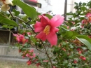 植物編のツバキ科のハルサザンカ（サホヒメ）（春山茶花）
