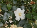 植物編のツバキ科のハルサザンカ（クルメシロカンツバキ）（春山茶花）