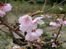 植物編のバラ科のサトザクラ（里桜）