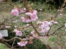 植物編のバラ科のサトザクラ（里桜）
