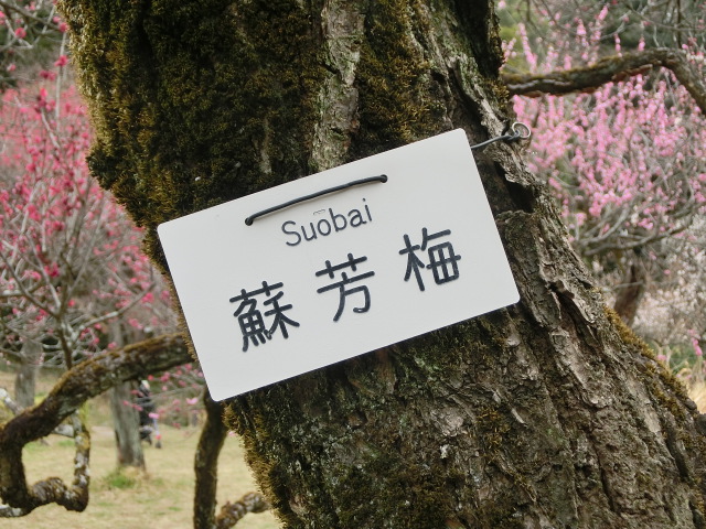植物編のバラ科のウメ（スオウバイ）（梅）