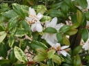 植物編のツバキ科のハルサザンカ（ギンリュウ）（春山茶花）