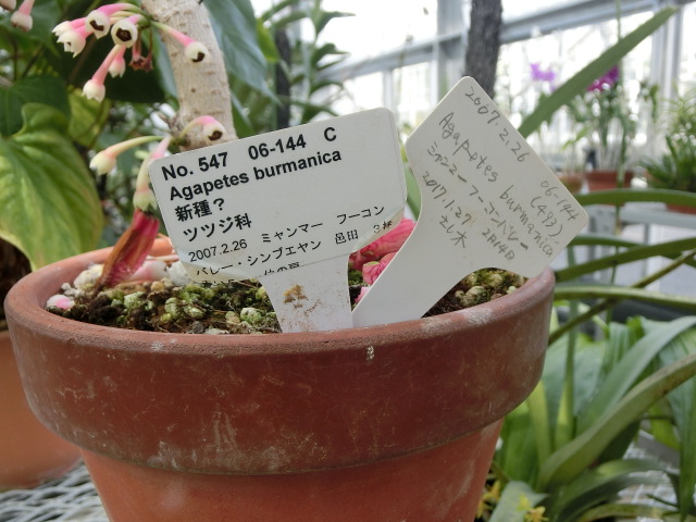 植物編のツツジ科のアガペテス・ブルマニカ（アガペテス・ブルマニカ）