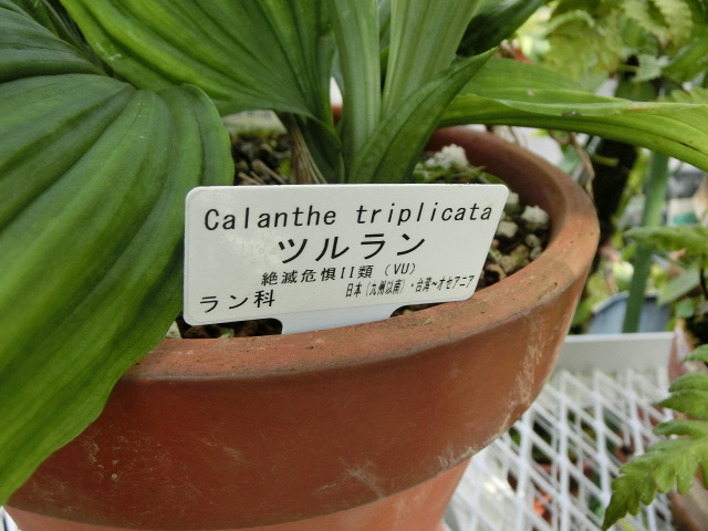 植物編のラン科のツルラン