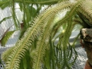 植物編のヒカゲノカズラ科のムカデカズラ（百足蔓）