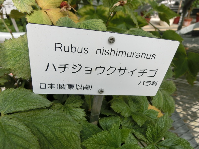 植物編のバラ科のハチジョウクサイチゴ（八丈草苺）