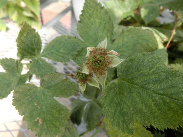 植物編のバラ科のハチジョウクサイチゴ（八丈草苺）