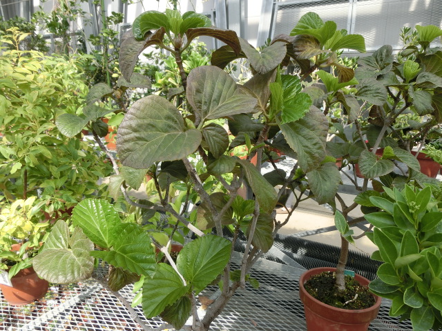 植物編のレンプクソウ科のトキワガマズミ（常磐莢蒾）