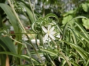 植物編のキジカクシ科のオリヅルラン（折鶴蘭）