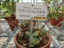 植物編のシソ科のウラジロコムラサキ（裏白小紫）