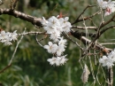 植物編のバラ科のサクラ（シナミザクラ）（桜）
