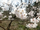 植物編のバラ科のサクラ（シナミザクラ）（桜）