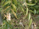 植物編のツバキ科のサザンカ（ヤナギバサザンカ）（山茶花）