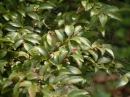 植物編のツバキ科のサザンカ（テリバサザンカ）（山茶花）