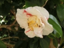 植物編のツバキ科のハルサザンカ（コキンラン）(春山茶花)