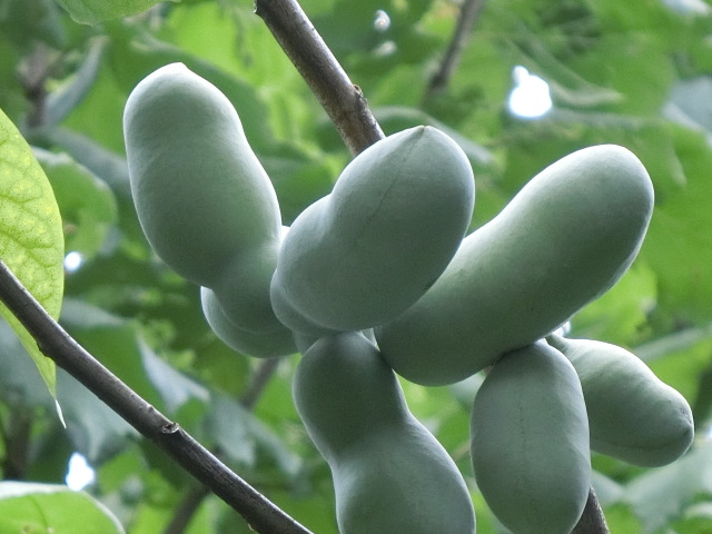 植物編のバンレイシ科のポポー（ポポー）
