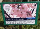 植物編のバラ科のサクラ（ジンダイアケボノ）（桜）