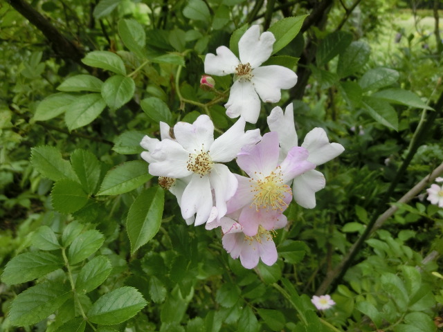 植物編のバラ科のツクシイバラ（筑紫薔薇）